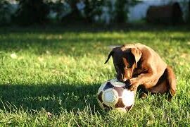 Pet-Friendly Landscaping Tips and Ideas